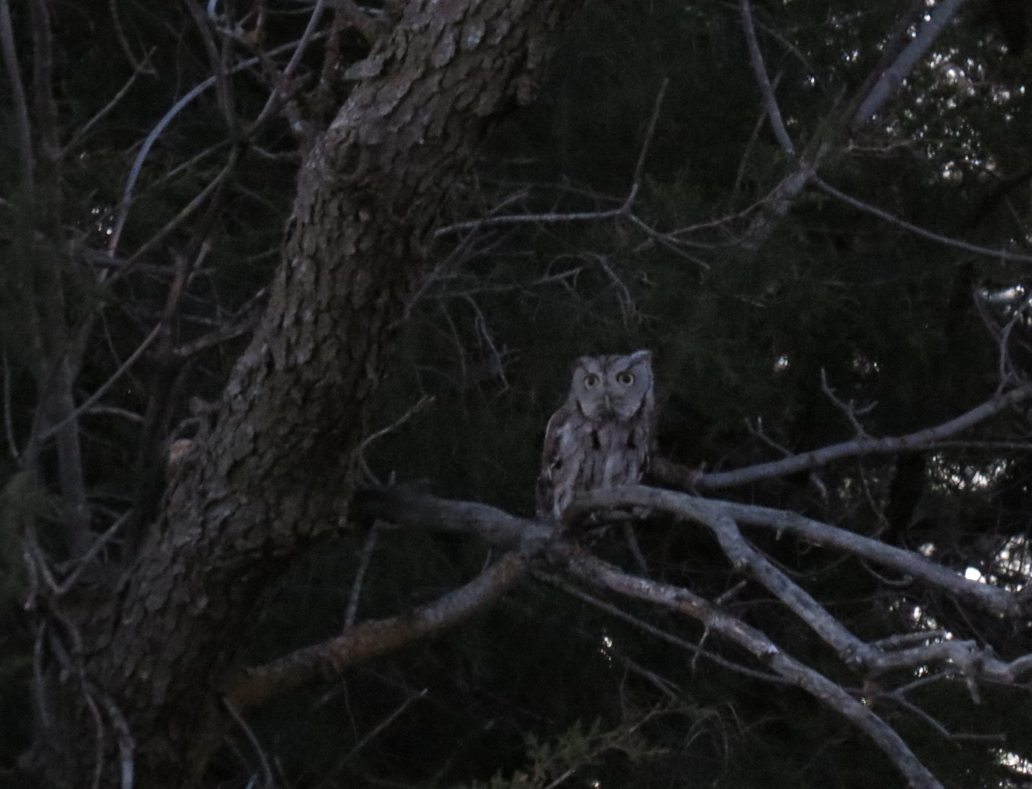This is an Eastern Screech-Owl we called in at dusk on Friday evening.