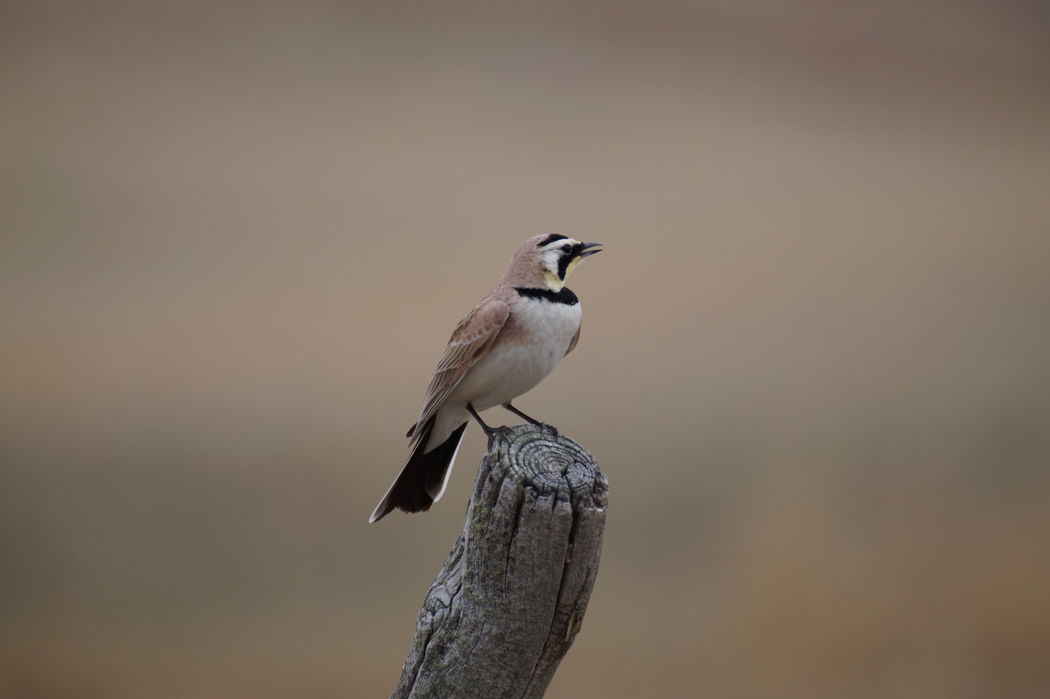 Horned Larks are ubiquitous but don't often pose for a picture.