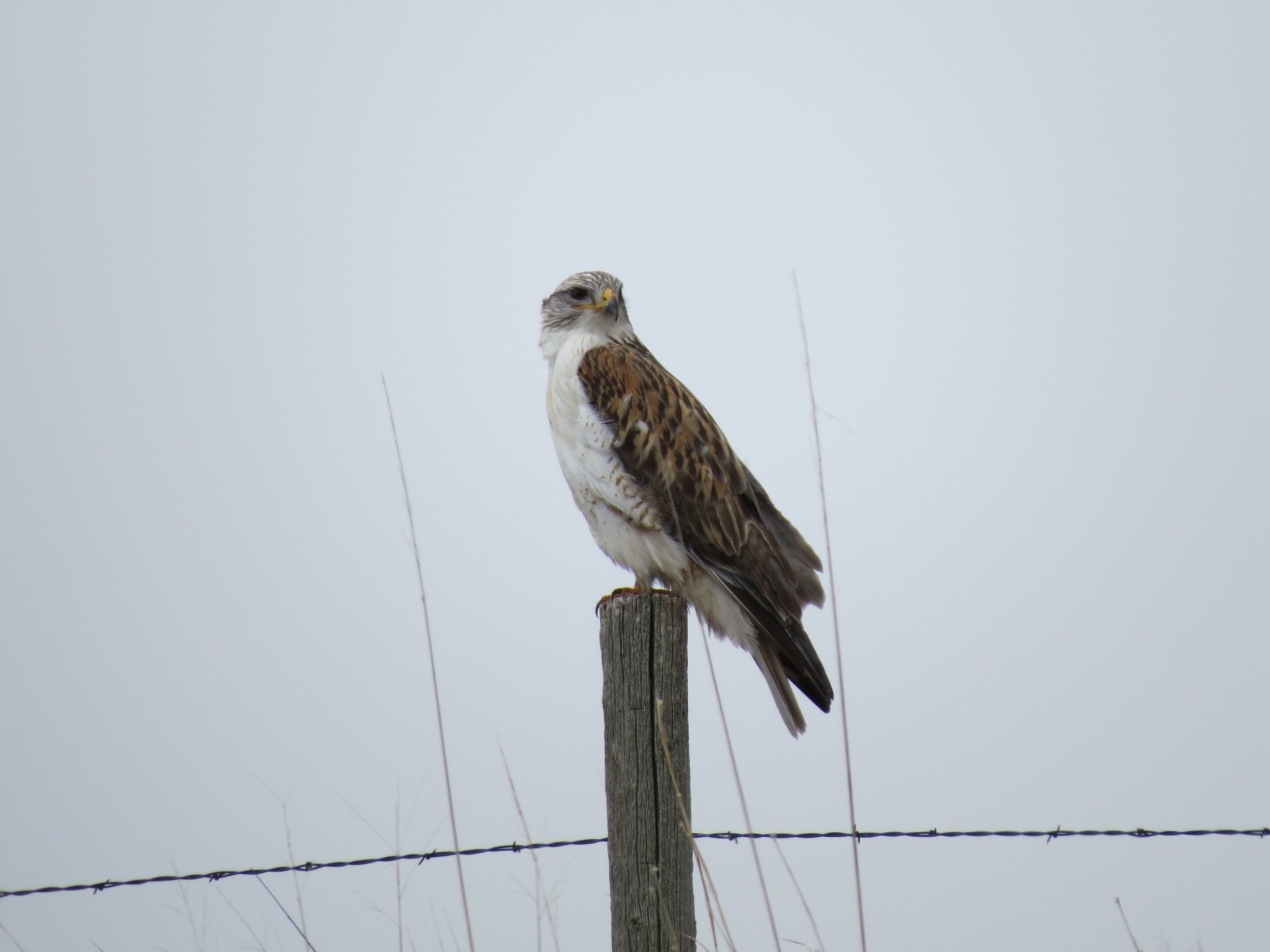 A Ferruginous Hawk in Garden County.