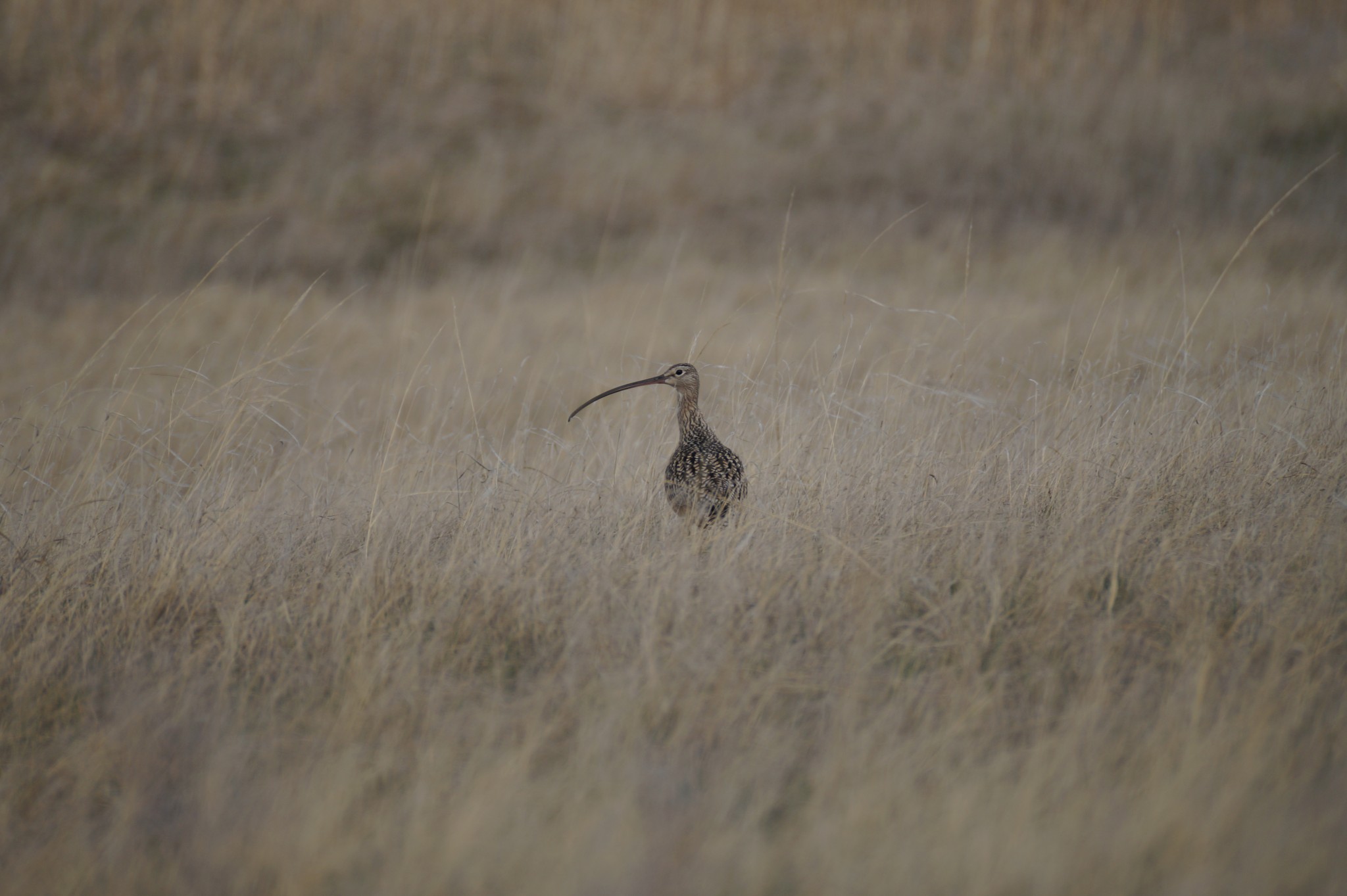 One of my favorite birds, the Long-billed Curlew.