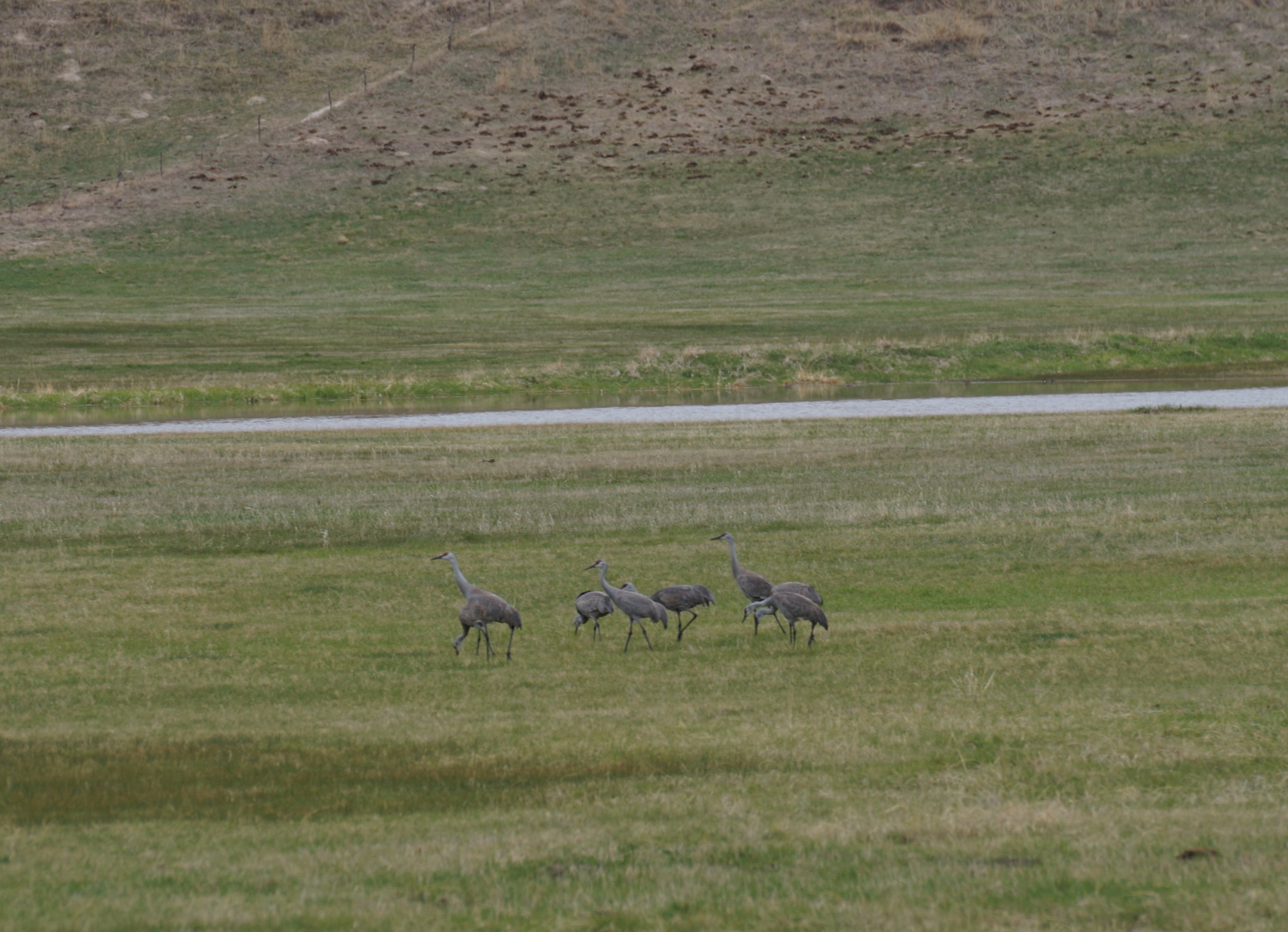 These lingering Sandhill Cranes were found in Grant County.