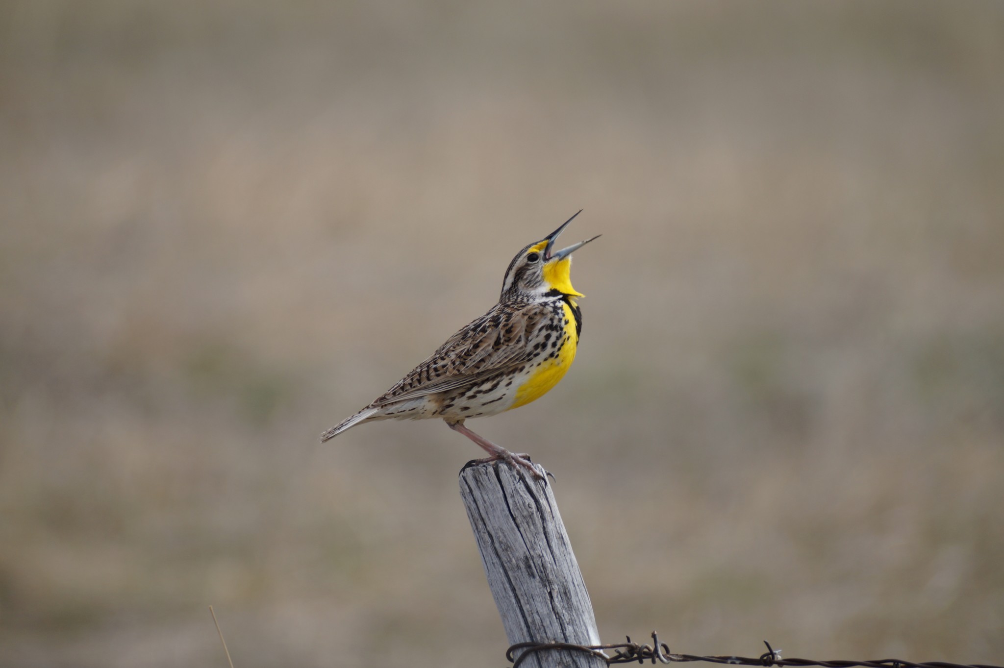 Western Meadowlarks are as common as dirt in the Sandhills. Eastern Meadowlarks can also be found in the wet meadows of the Sandhills.