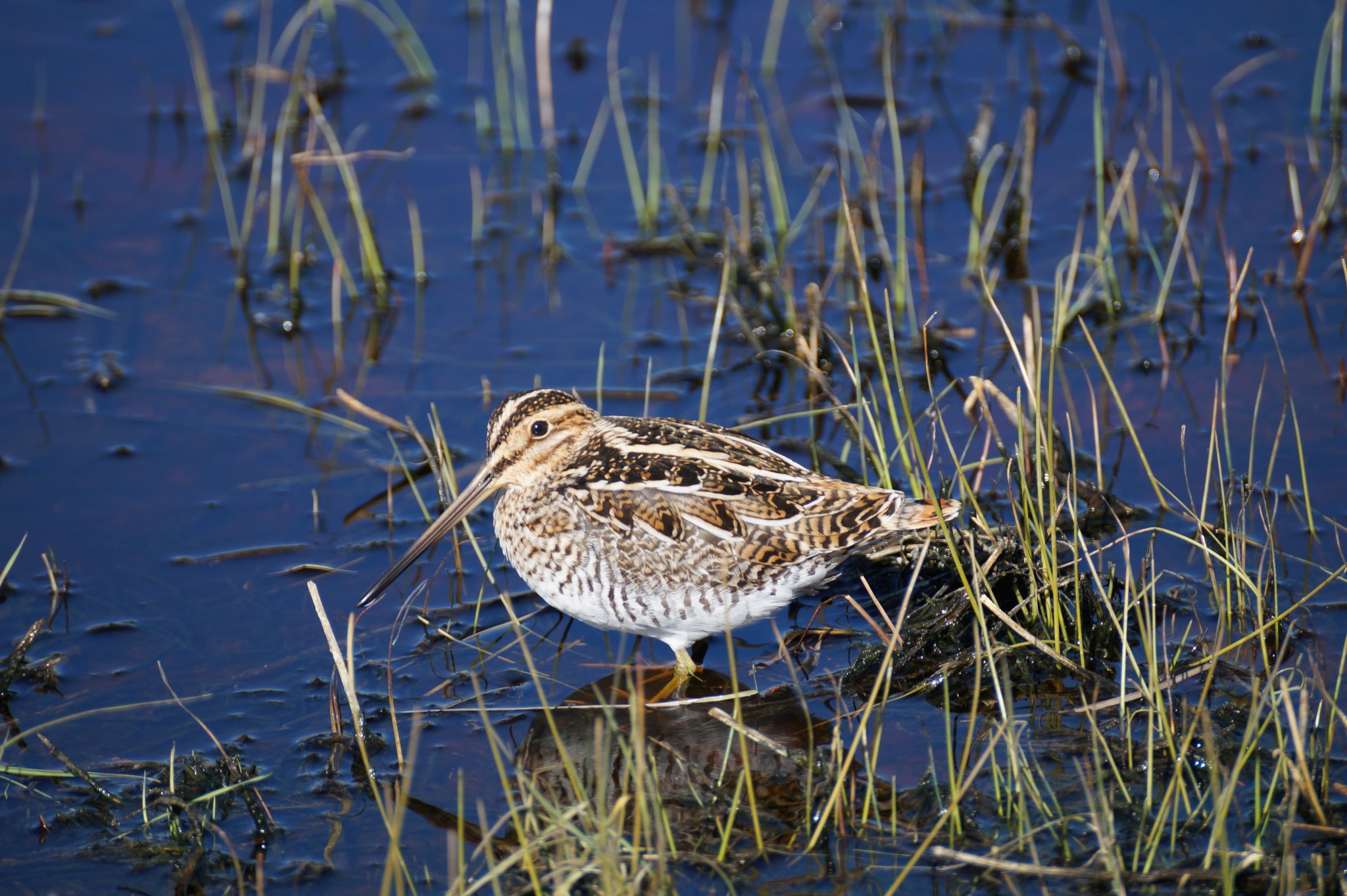 Wilson's Snipe making a living in a roadside ditch.