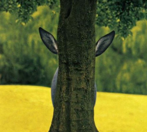 deer hiding