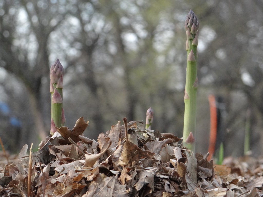 Wild asparagus. Photo by Greg Wagner.