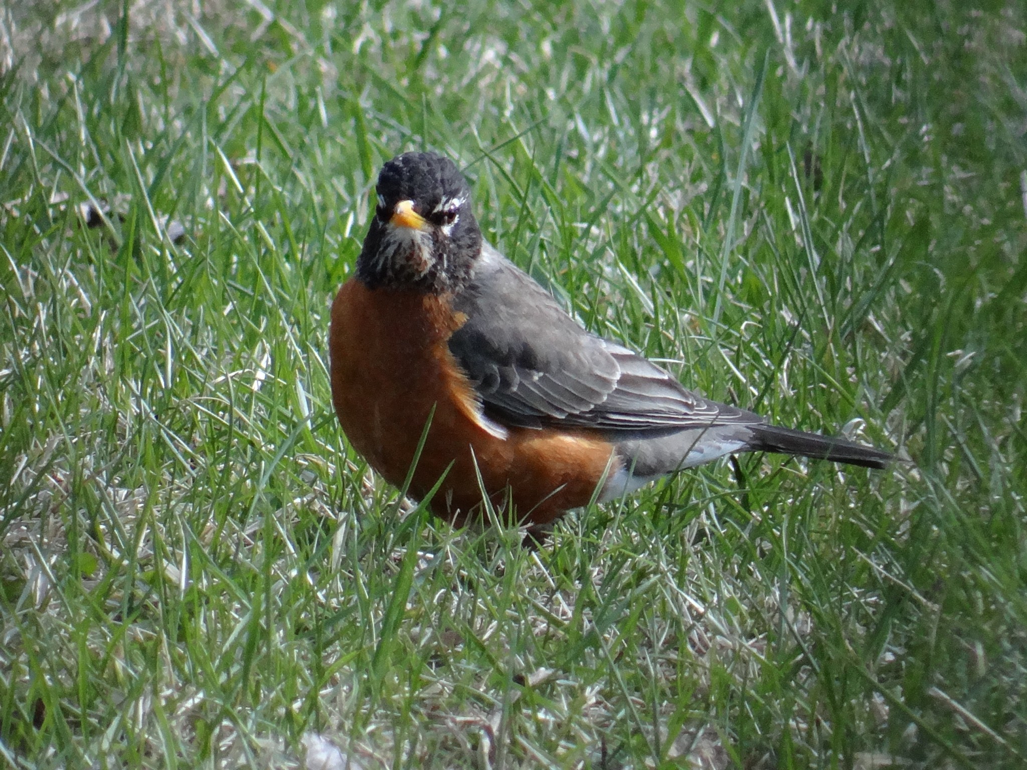 American robin. Photo by Greg Wagner.
