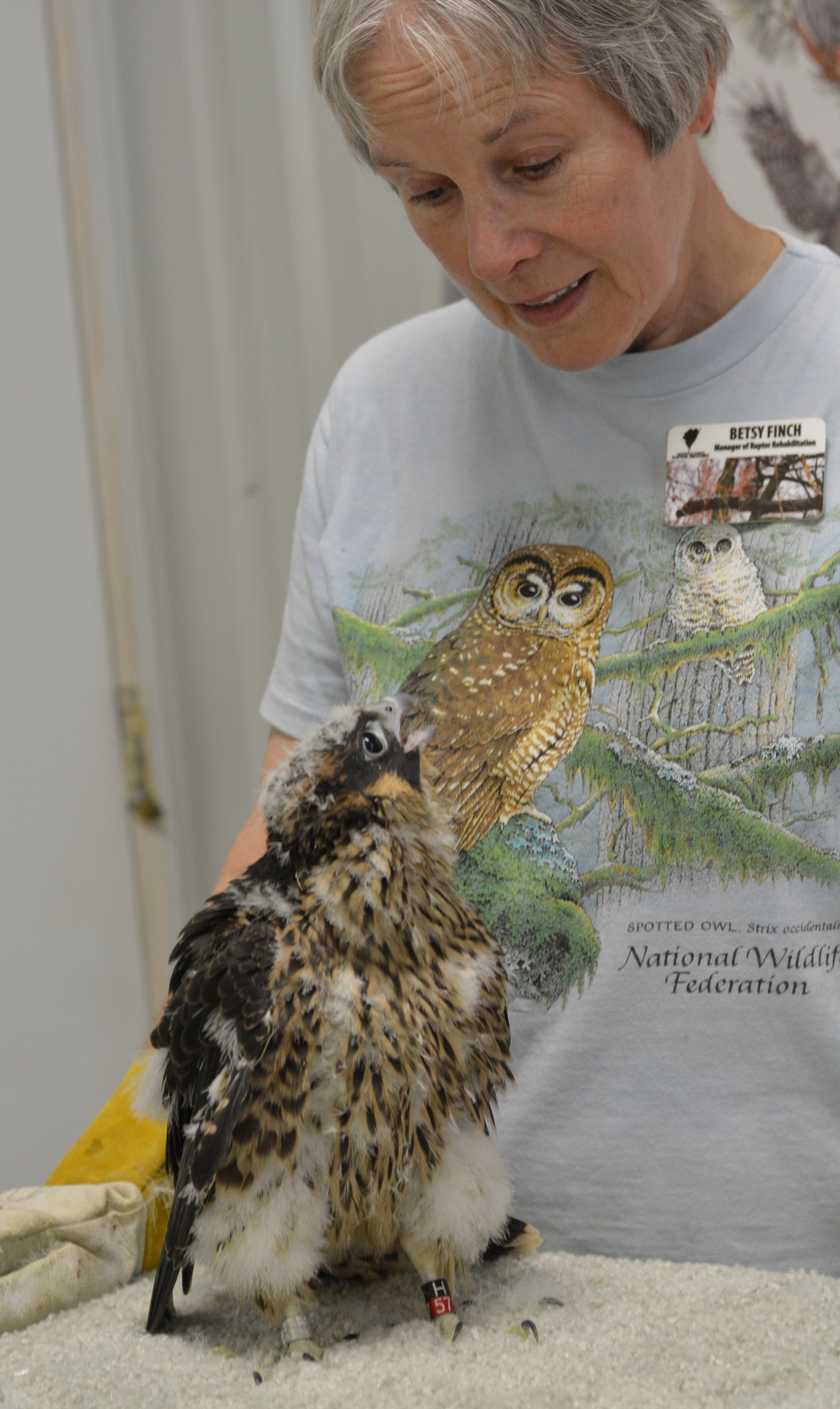 Betsy Finch of FFRR with the young Peregrine Falcon before its trip back to Omaha. 
