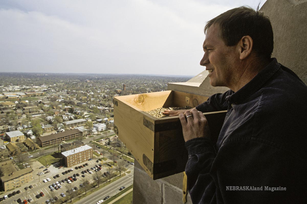 PEREGRINE FALCONS: Images of a peregrine nest box installation at the State Capitol Building. John Dinan putting rocks in peregrine nesting box and looking for peregrines (Falco peregrinus) at Capitol Building. [Mislabeled as FALC01 DC. Image by Doug Carroll not Don Cunningham.] Carroll, Apr. 3, 2003. Copyright NEBRASKAland Magazine, Nebraska Game and Parks Commission.