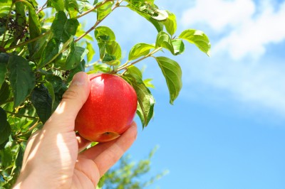 Hand-picking-a-red-apple-from-a-tree