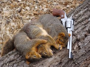 True grit squirrel hunting is a blast!