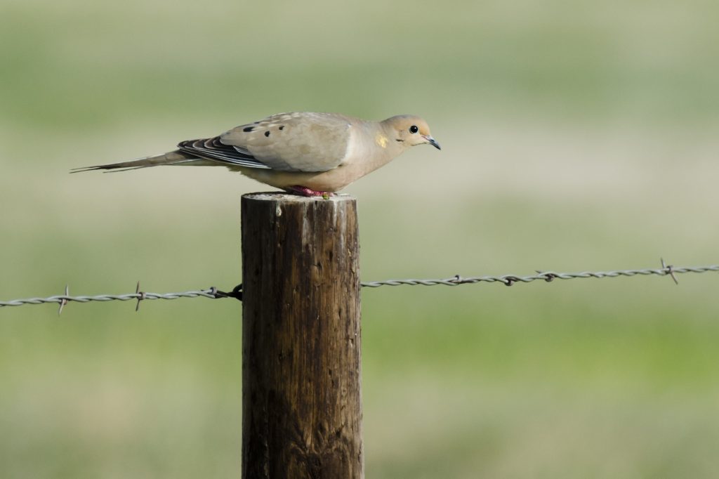 Mourning dove. A mourning dove perches on a fence post near Whitney Lake Wildlife Management Area, Dawes County. Haag, Apr. 26, 2014. Copyright NEBRASKAland Magazine, Nebraska Game and Parks Commission.