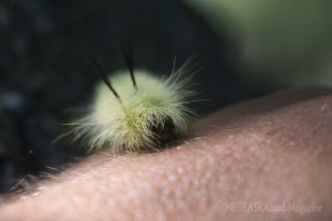 Caterpillar crawling on skin