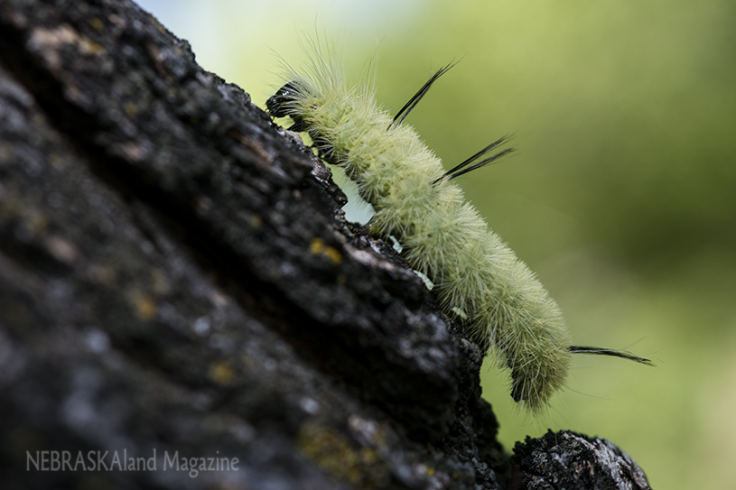 American dagger moth caterpillar