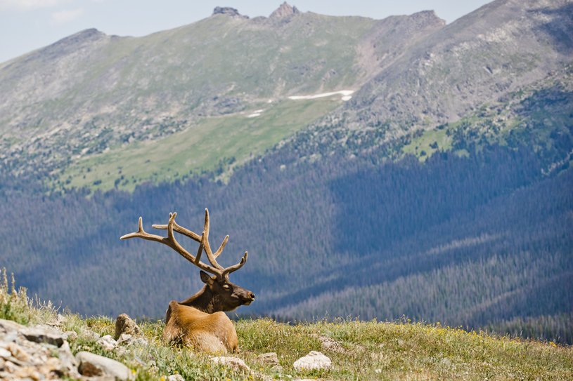 A bull elk rests in the upper elevations of Rocky Mountain National Park. (Photo by Cricket Haag)