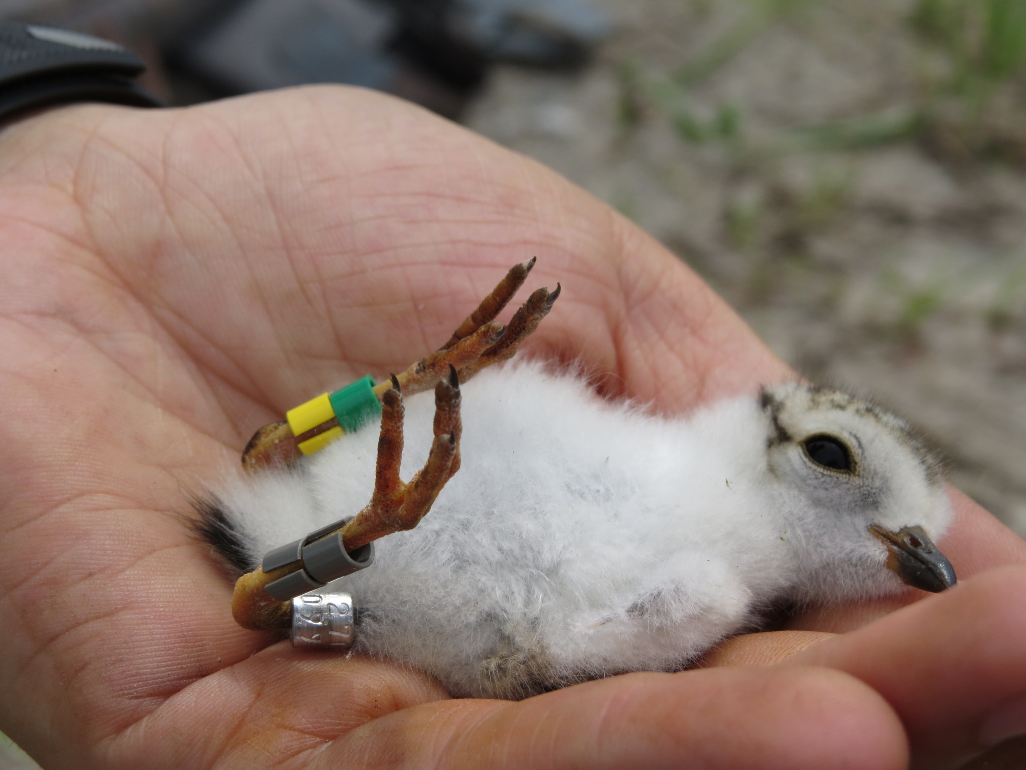 Seven-day old Piping Plover chicks banded along the lower Platte River in Dodge County, NE on June 13th, 2016.