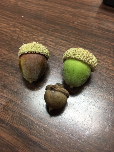Nebraska oaks provide a variety of acorns