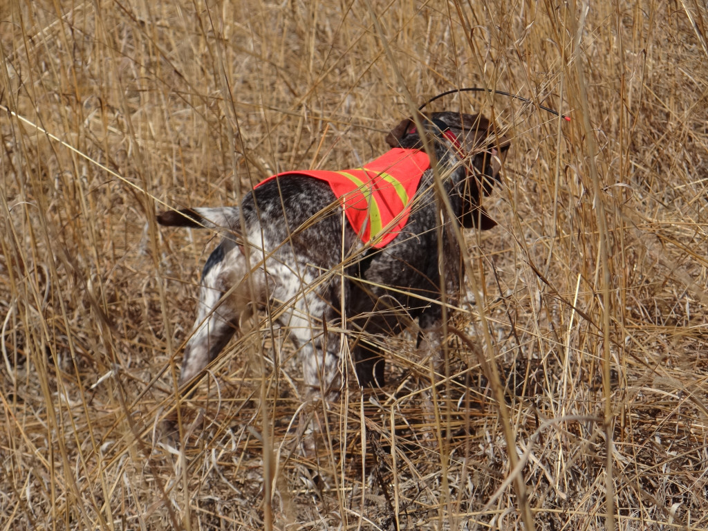 A bird dog points a single bobwhite quail in grassland acres. Photo by Greg Wagner/Nebraska Game and Parks Commission.