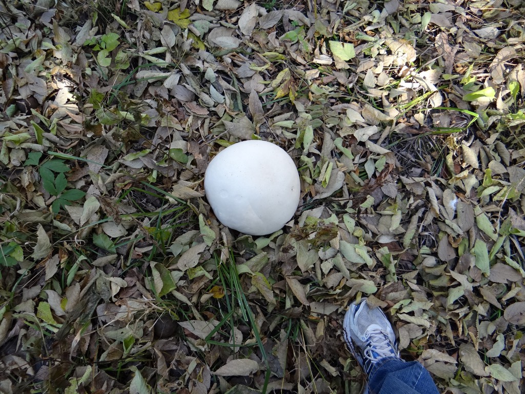 Another view of the giant puffball. Photo by Greg Wagner/Nebraska Game and Parks Commission.