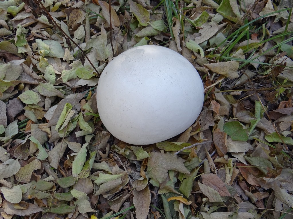 Giant puffball. Photo by Greg Wagner/Nebraska Game and Parks Commission.