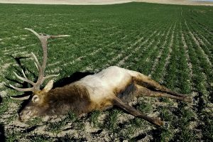 Dead bull elk.