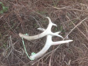 Good rattling antlers are a must but tone it down a bit later in the season.