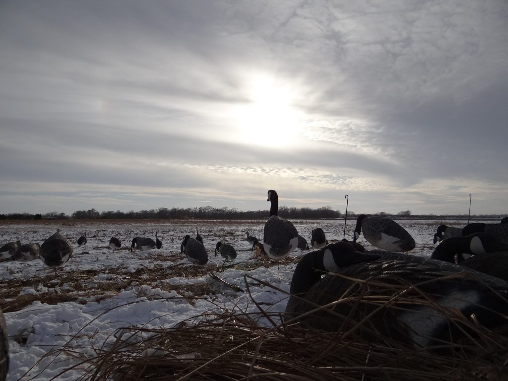 The view from a layout blind during a late-afternoon hunt for Canada geese in a field. Photo by Greg Wagner/Nebraska Game and Parks Commission.