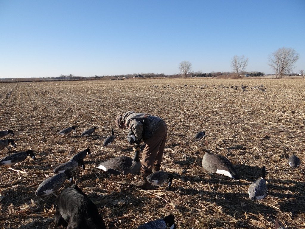 An example of Canad goose decoy spacing in a field spread. Photo by Greg Wagner/Nebraska Game and Parks Commission.