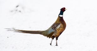 Rooster pheasant