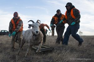 Releasing bighorn ewe
