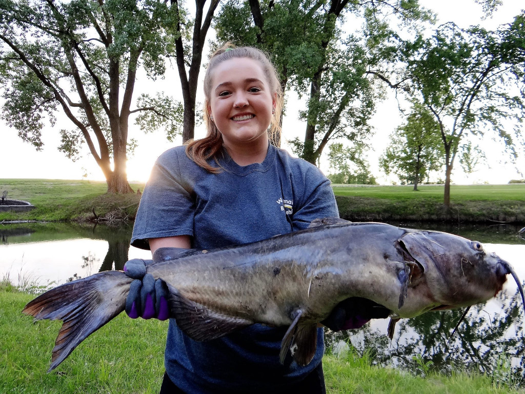 Release Big Catfish Unharmed