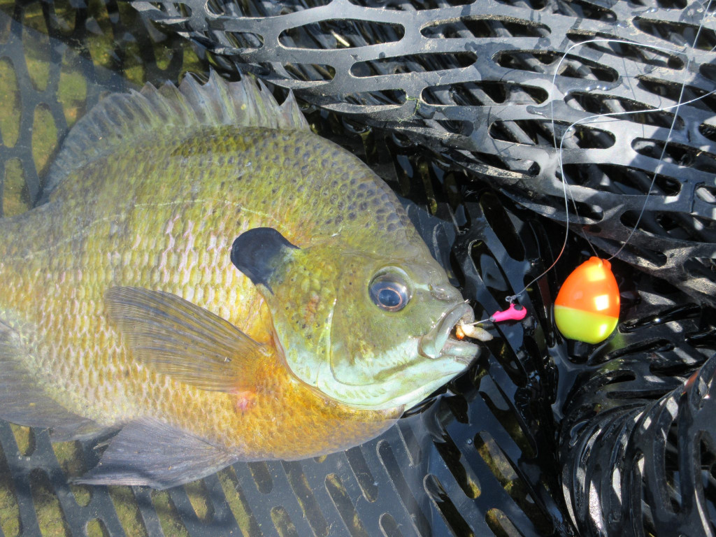 Panfish Sunfish Caught with Worm Hanging on Hook and Fishing Line