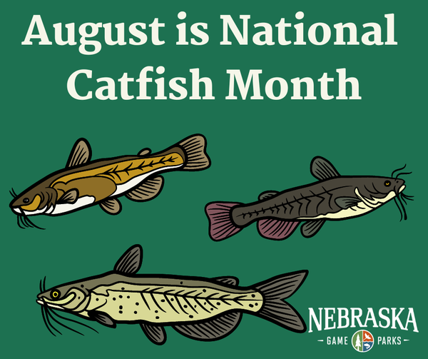 Release Big Catfish Unharmed • Nebraskaland Magazine