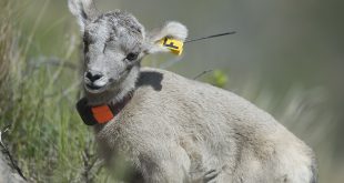 Bighorn sheep lamb with collar