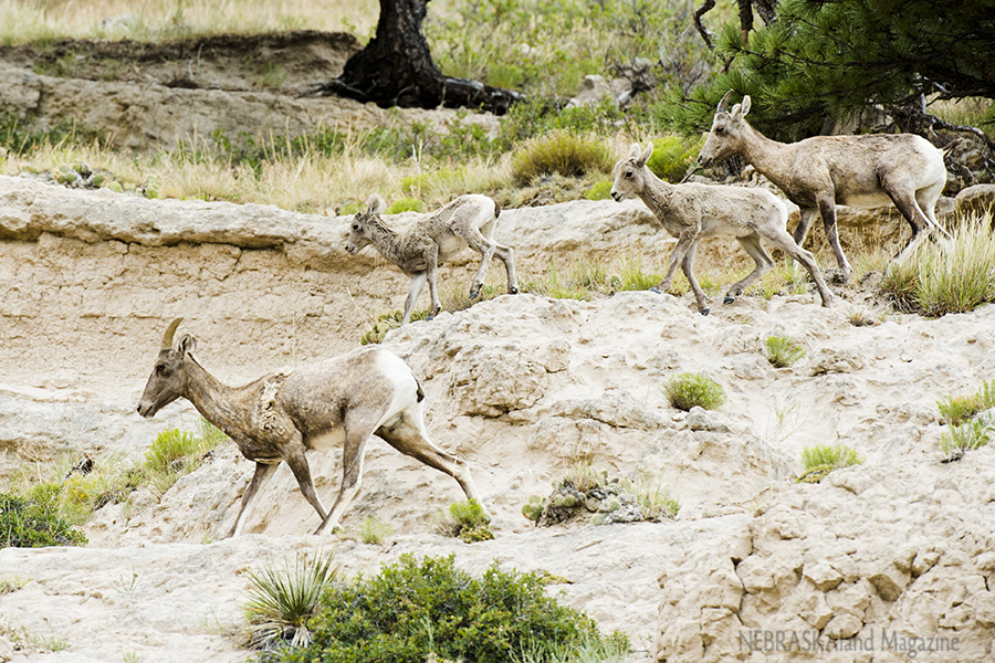 Bighorn sheep ewes and lambs at Cedar Canyon Wildlife Management Area.
