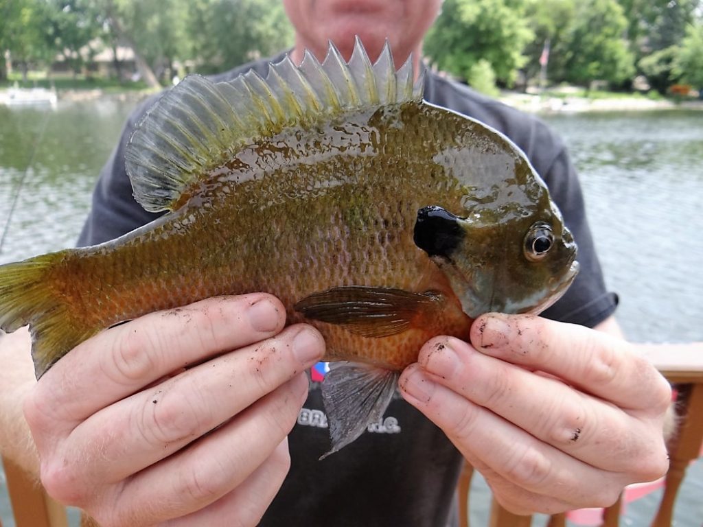 8 Reasons to Tackle Bluegill this Summer