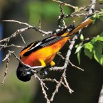 This male Baltimore oriole was photographed by Rita Flohr north of Grand Island.