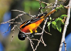 This male Baltimore oriole was photographed by Rita Flohr north of Grand Island.