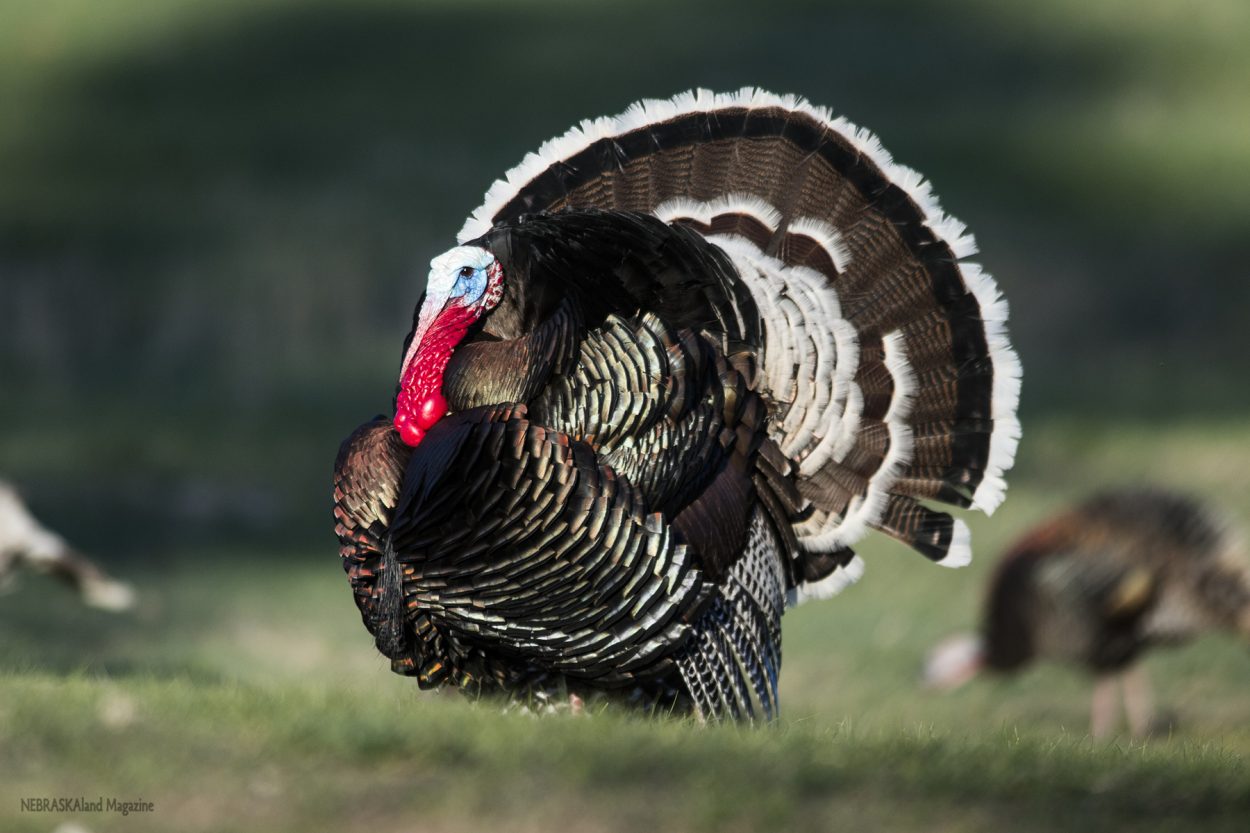 Nebraska spring turkey hunters report high satisfaction, success