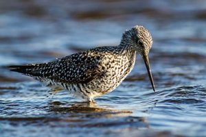 A greater yellowlegs scans the water for invertebrates. 