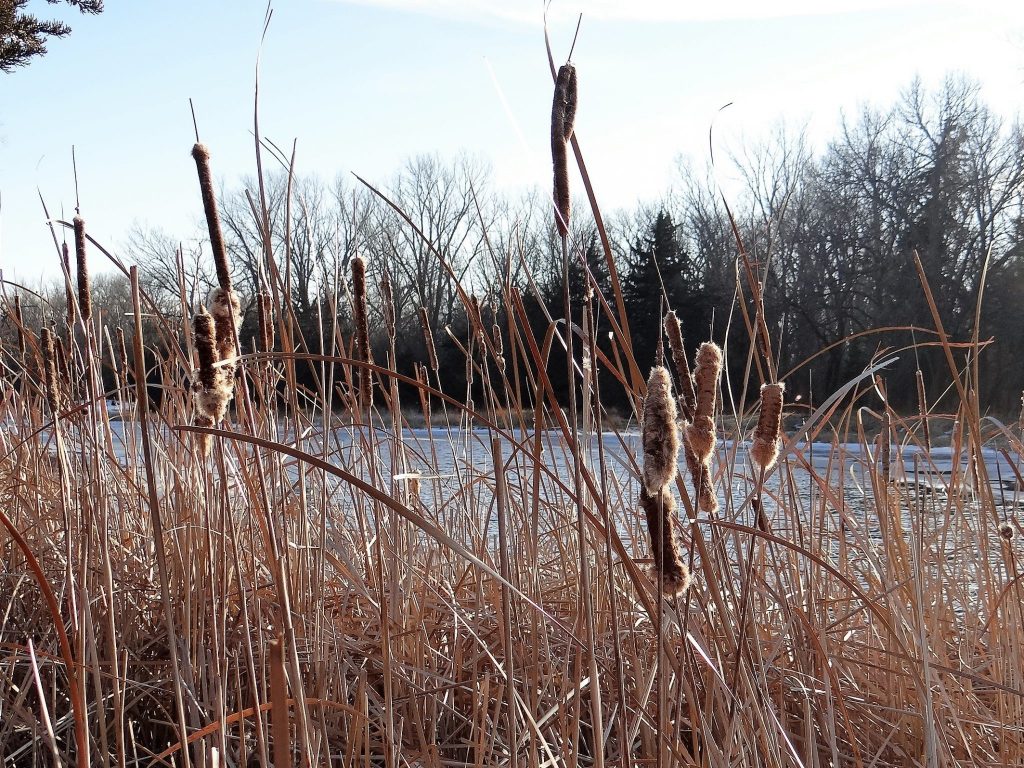 Cattails grow along a backwater slough of the Platte River in southeastern Nebraska. Photo by Greg Wagner/Nebraska game and Parks Commission.