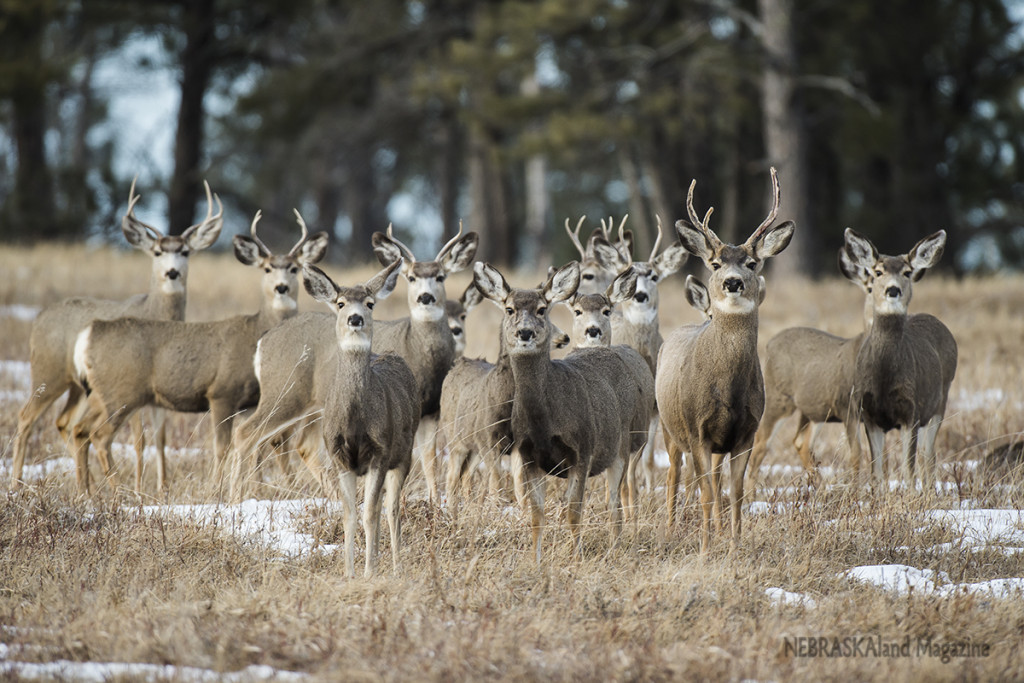 Panhandle reports increased deer harvest ⋆ Outdoor ...