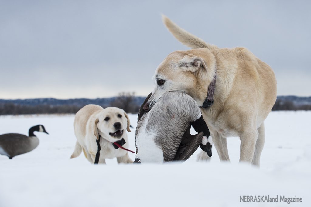 Dogs retrieving a goose