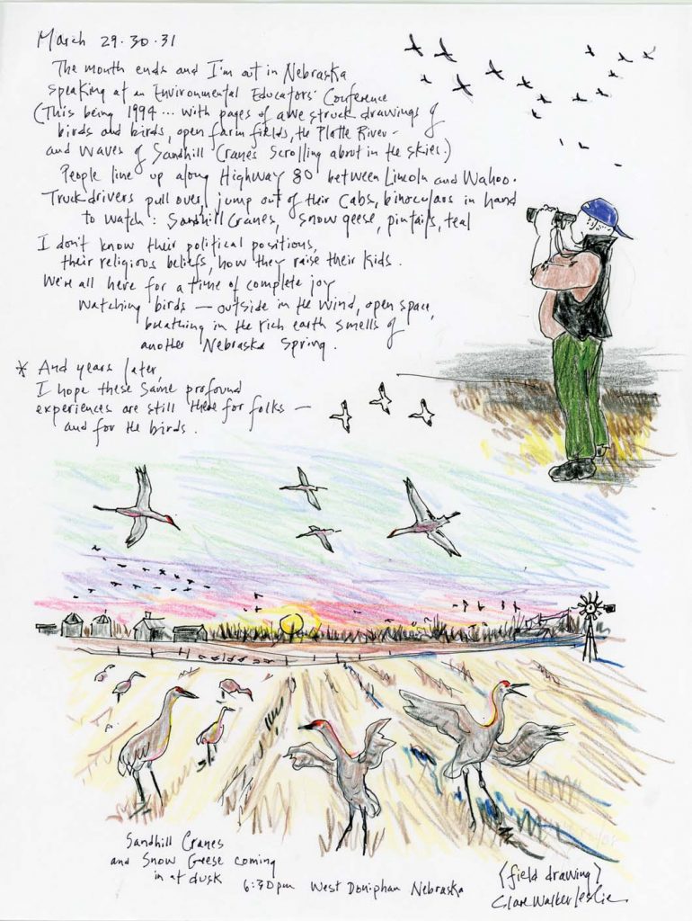 Clare Walker Leslie, author of the book Keeping a Nature Journal, journaled about sandhill cranes during a 1994 trip to Nebraska.