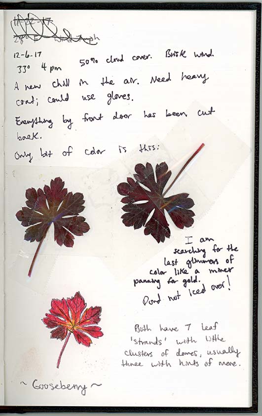 This page from the author’s nature journal demonstrates a surprising effect: leaves that you tape in will not necessarily retain their color.