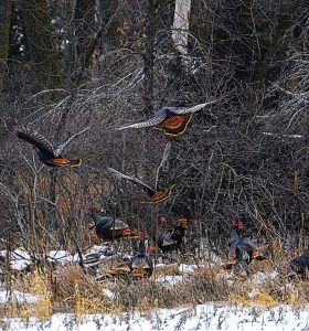 Allen Olson of Holdrege photographed this flock of turkeys in Franklin County.