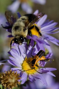 Bumblebee and soldier beetle on aster.