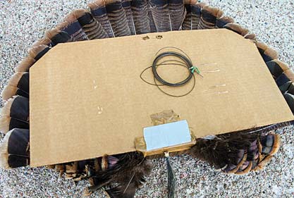 turkey with cardboard