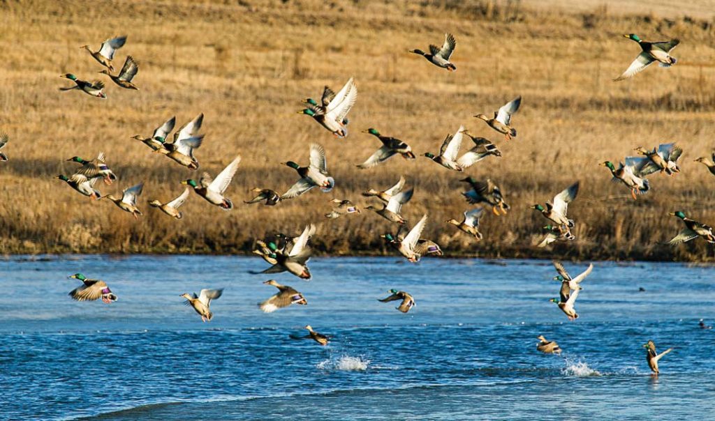Water Quality Basin, Water Basin, Waterfowl, Ducks