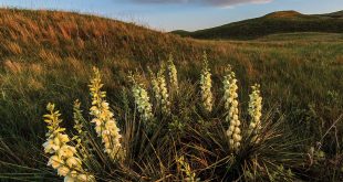 Yucca (Yucca glauca) adorns a sand dune in Cherry County. Also called soapweed, the plant’s crushed roots, when agitated in water, produce a lather used as a shampoo by Great Plains tribes. They ate the flowers, flower stalks and young seedpods raw or cooked.