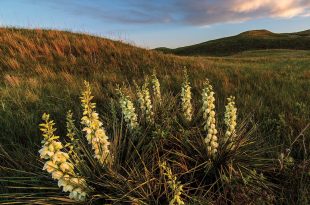 Yucca (Yucca glauca) adorns a sand dune in Cherry County. Also called soapweed, the plant’s crushed roots, when agitated in water, produce a lather used as a shampoo by Great Plains tribes. They ate the flowers, flower stalks and young seedpods raw or cooked.